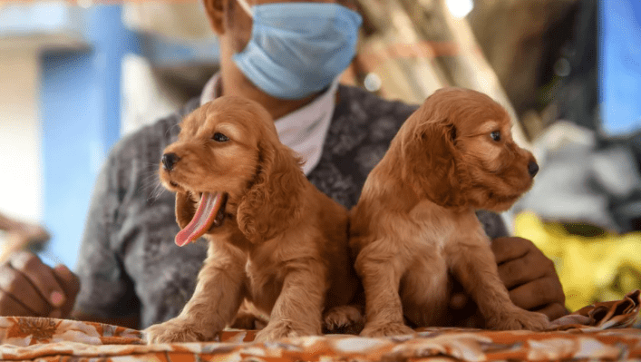 Puppy scams on the rise: What to look out for when considering buying from a breeder