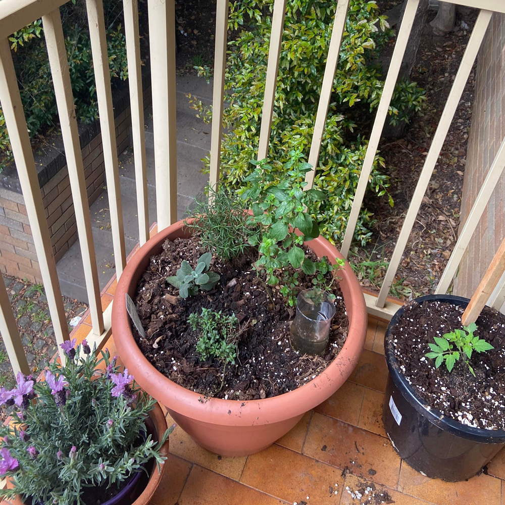 Three pots of plants on a balcony. Image source: Sian Wright