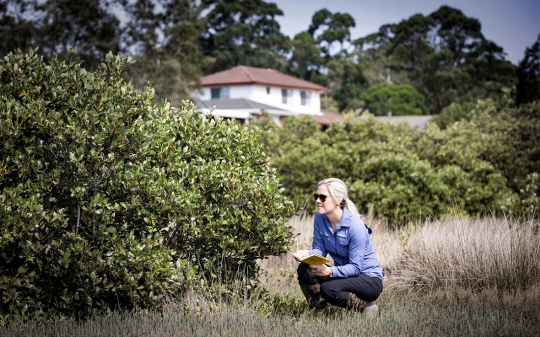 UOW researcher unravels the potential of coastal wetlands